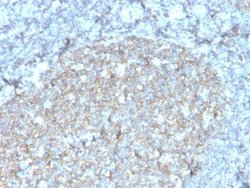 CD81 Antibody (rC81/3442) - Azide and BSA Free, Novus Biologicals 100 &mu;g | Buy Online | Novus Biologicals | Fisher Scientific